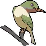 Broad billed Tody freehand drawings